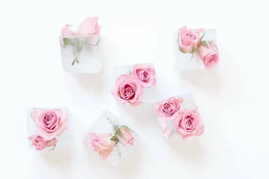 ترکیب یخ و گلبرگ گل رز